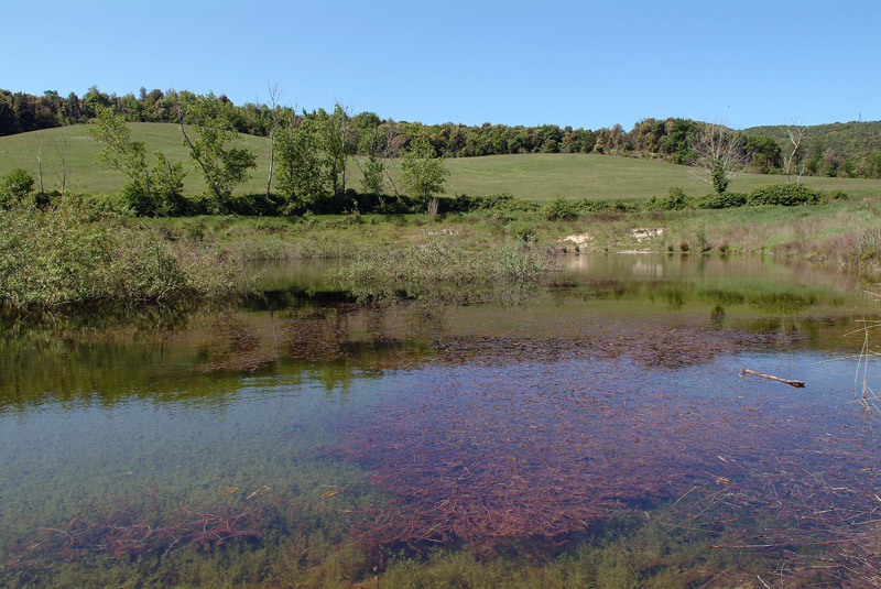 Rana da determinare - Livorno - Pelophylax sp.